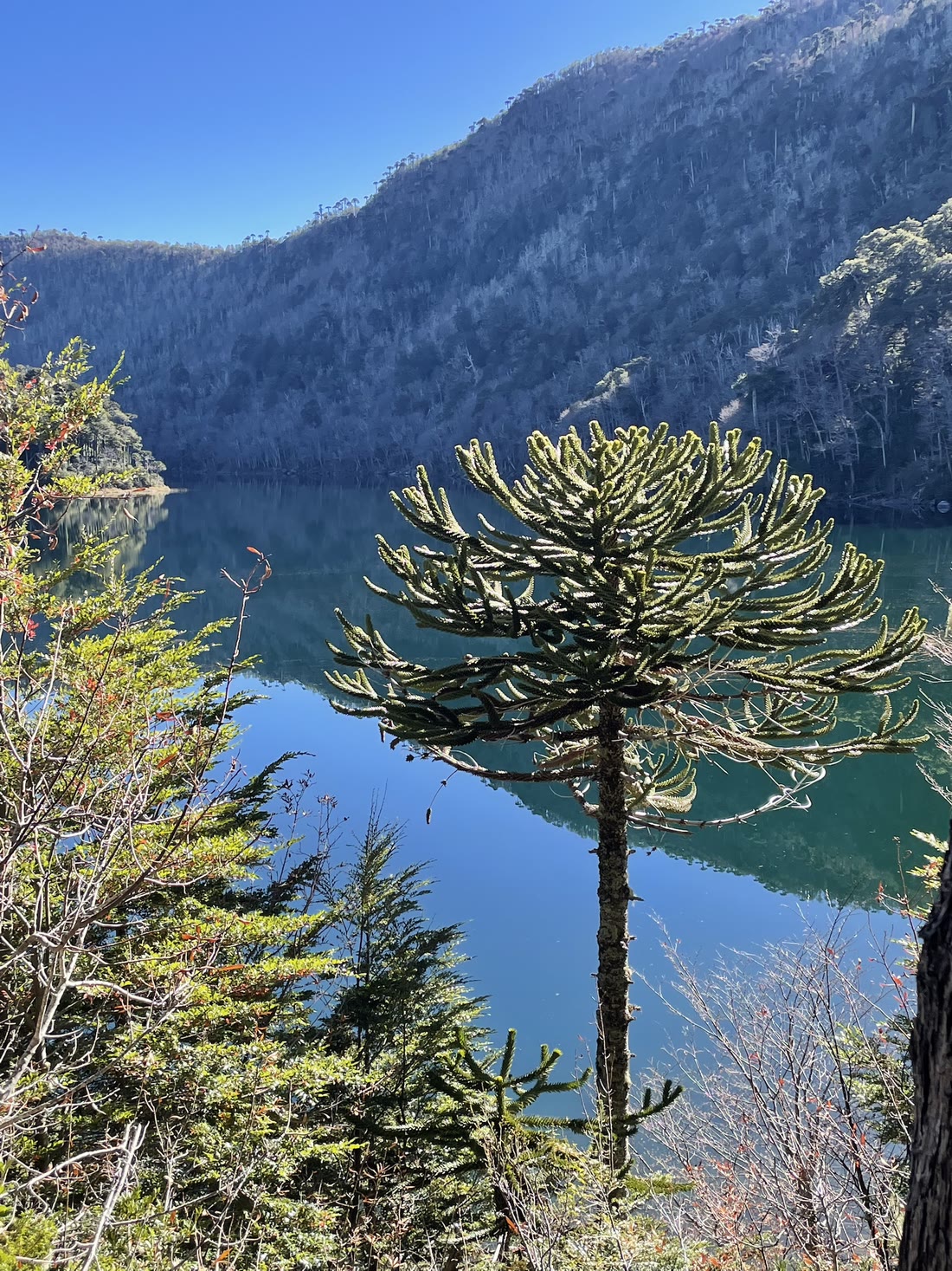 Araucaria chilena junto a un lago, Región de la Araucanía